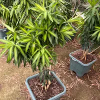 کار درگلخانه