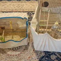 عروس هلندی. فنچ مولد