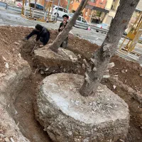 جابجایی درخت|خدمات باغبانی و درختکاری|تهران, ولنجک|دیوار