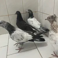 گرفتنی|پرنده|کاشان, لتحر|دیوار