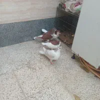 چهار عدد ساده|پرنده|نیشابور, شهرک اندیشه|دیوار