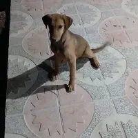 سگ دورگ دوبرمن مناسب نگهبانی|سگ|اقلید, |دیوار