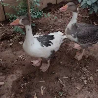 یک جفت غاز نر و ماده بالغ ۱ساله نزدیک تخم گزاری|حیوانات مزرعه|اصفهان, دهنو|دیوار