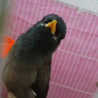 مینا خوشگل جوان|پرنده|مشهد, رده|دیوار