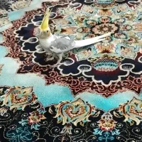عروس هلندی نر