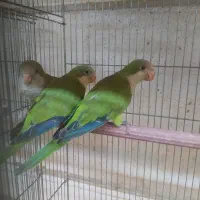 جوجه راهب