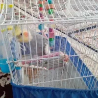 عروس هلندی،آکواریوم باماهی ووسایل|پرنده|دماوند, گیلاوند|دیوار