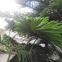 کاج مطبق