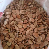 فروش بذر باقله