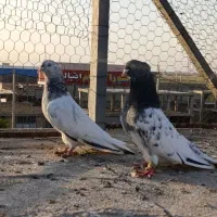 کله سبز ۴۰ سانتی عطیقه|پرنده|گنبد کاووس, |دیوار