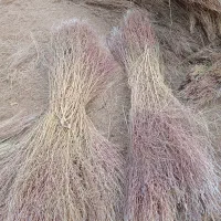 جارو سیخی شهرداری|لوازم نظافت|مشهد, انقلاب|دیوار