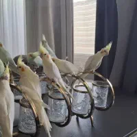 عروس هلندی خانگی|پرنده|اصفهان, کوی راه حق|دیوار