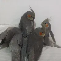 جوجه عروس هلندی