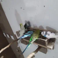 مرغ عشق تعداد 18 عدد