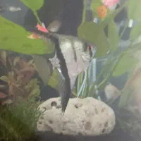 ماهی آنجل و کالرویدو