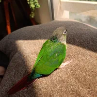 طوطی گرینچک دستی|پرنده|کیش, |دیوار