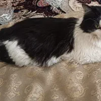 وگذاری گربه|گربه|میانه, |دیوار