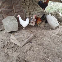 فروش مرغ خروس جوجه گلین و غاز روستایی اصیل|حیوانات مزرعه|بیله سوار, |دیوار
