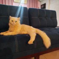 گربه پرشین نر|گربه|رشت, پیرکلاچای|دیوار