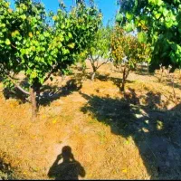 باغچه-550-متری-سنددار-ملارد-بیدگنه