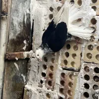 کبوتر دو کت سیاه کاکلی|پرنده|کاشان, مشکات|دیوار