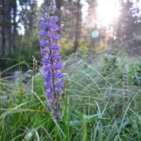 زمین باغشهری در سپیدان