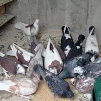 یاهو گردن کلفت