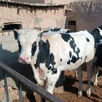 گوساله نر