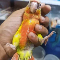 طوطی گرینچیک ها سرلاکی و نزدیک دونخور انواع رنگ