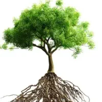 خدمات تخصصی گیاهان اپارتمانی و فضای سبز