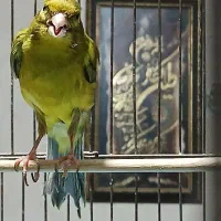 سبزچمنی سوء قدیم