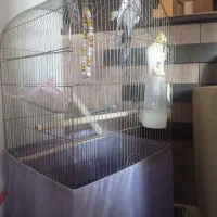 عروس هلندی