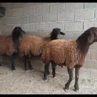 دو راس توقلی قوچ