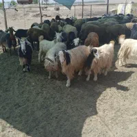 فروش گوسفند