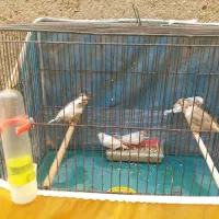 خانگی پرورشL. k زیرقیمت جوون ودرشت|پرنده|بندر ماهشهر, |دیوار