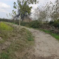 زمین سند دار شالیزار در رشت|فروش زمین و ملک کلنگی|رشت, سیا اسطلخ|دیوار