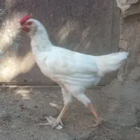 خروس گوپن