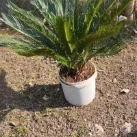 گل سیکاس|گل و گیاه طبیعی|سنگر, |دیوار