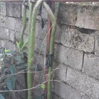 گل کاکتوس ماری بلند|گل و گیاه طبیعی|گوراب زرمیخ, |دیوار