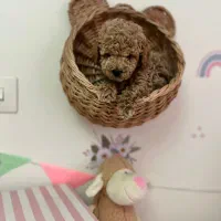 تاینی پودل ۲ ماهه با ضمانت اصالت