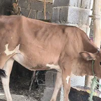 فروش گاو کهره و بره  به صورت یک جا  روستای کنگریشه|حیوانات مزرعه|گراش, |دیوار