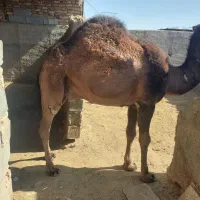 گوشت بچه شتر