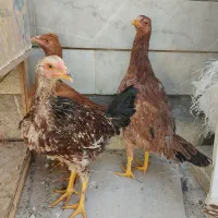 جوجه لاری وبرهما|حیوانات مزرعه|شاهینشهر, گزبرخوار|دیوار