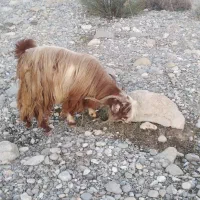 فروش ساورین جوان بز ابستن