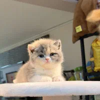 گربه ی بغلی مهربون