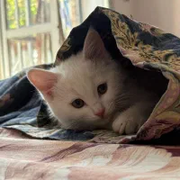 گربه پرشین اسکاتیش|گربه|کرمان, |دیوار