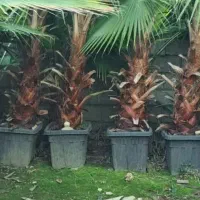 پالم واشنگتن پروش آب هوای خشک