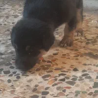 دو عدد سگ دوبرمن برا فروش|سگ|بندر ماهشهر, |دیوار