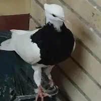 چهار تا کبوتر طوقی سه ماده یه نر|پرنده|چابهار, |دیوار