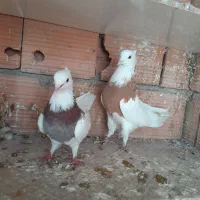 کبوتر|پرنده|گرگان, |دیوار